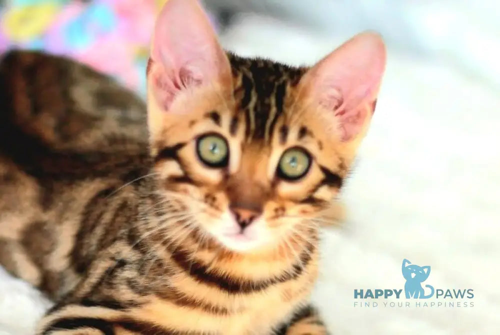 Ophelia Bengal female black spotted tabby live animals