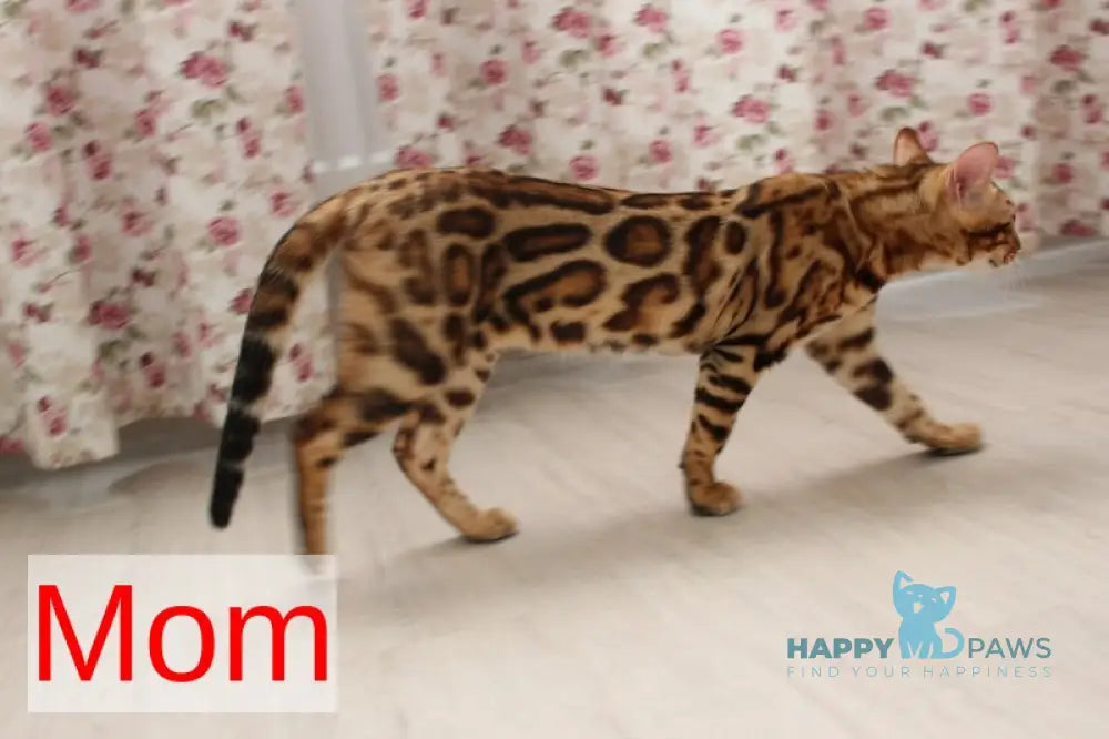 Ophelia Bengal female black spotted tabby live animals