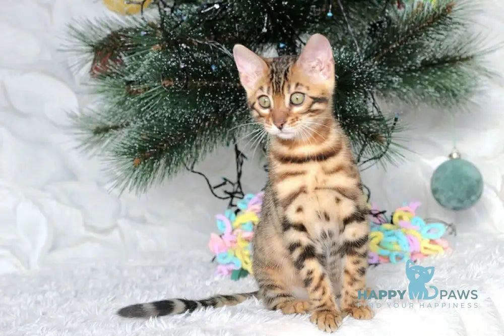 Ophelia Bengal female black spotted tabby live animals