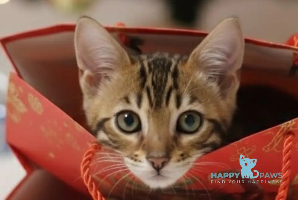 Ophelia Bengal female black spotted tabby live animals