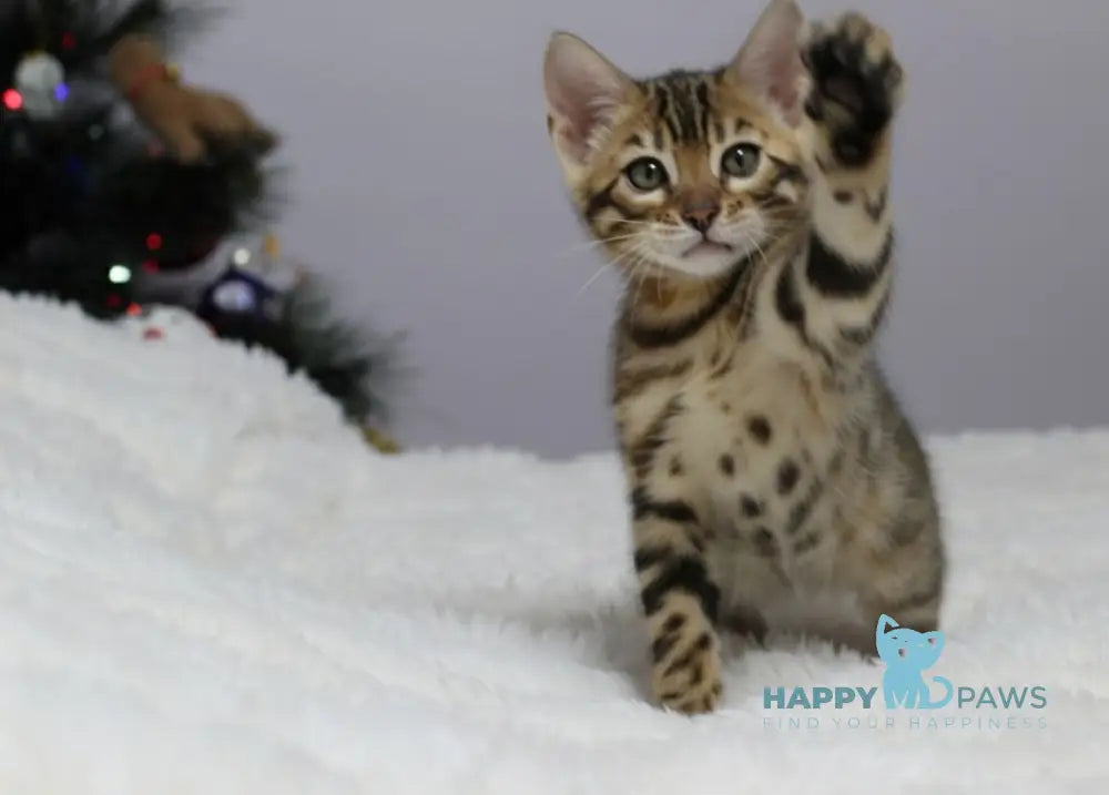 Ophelia Bengal female black spotted tabby live animals