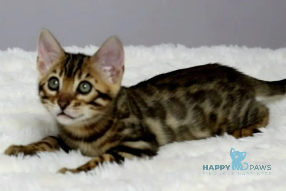 Ophelia Bengal female black spotted tabby live animals