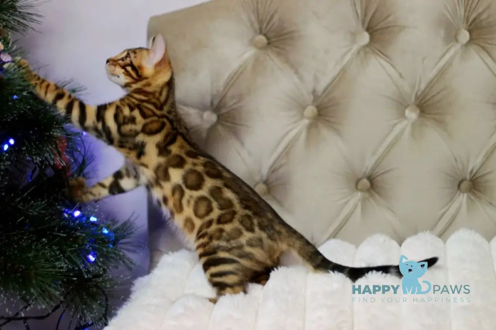 Ophelia Bengal female black spotted tabby live animals