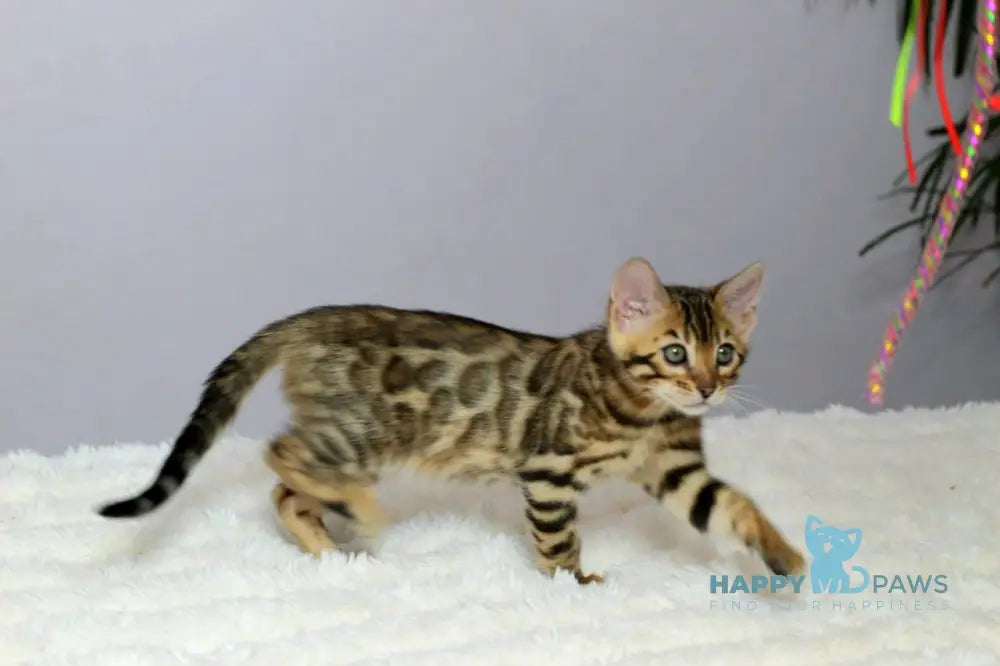 Ophelia Bengal female black spotted tabby live animals