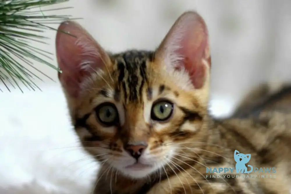 Ophelia Bengal female black spotted tabby live animals