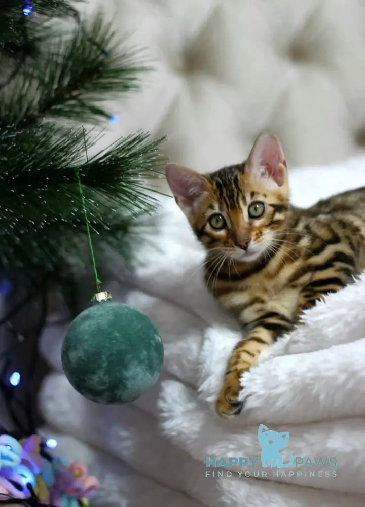 Ophelia Bengal female black spotted tabby live animals