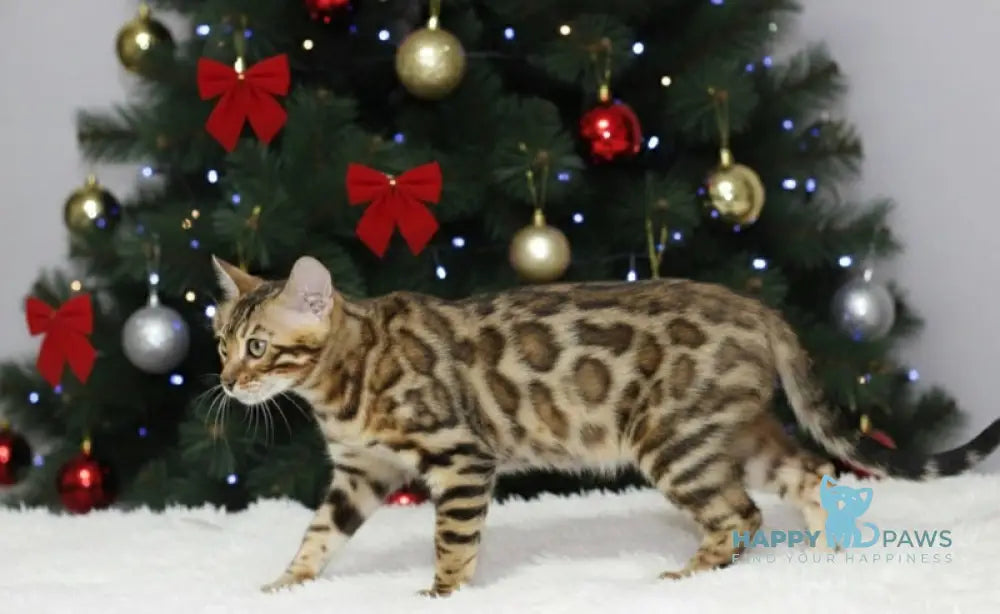 Ophelia Bengal female black spotted tabby live animals