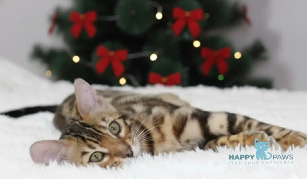 Ophelia Bengal female black spotted tabby live animals