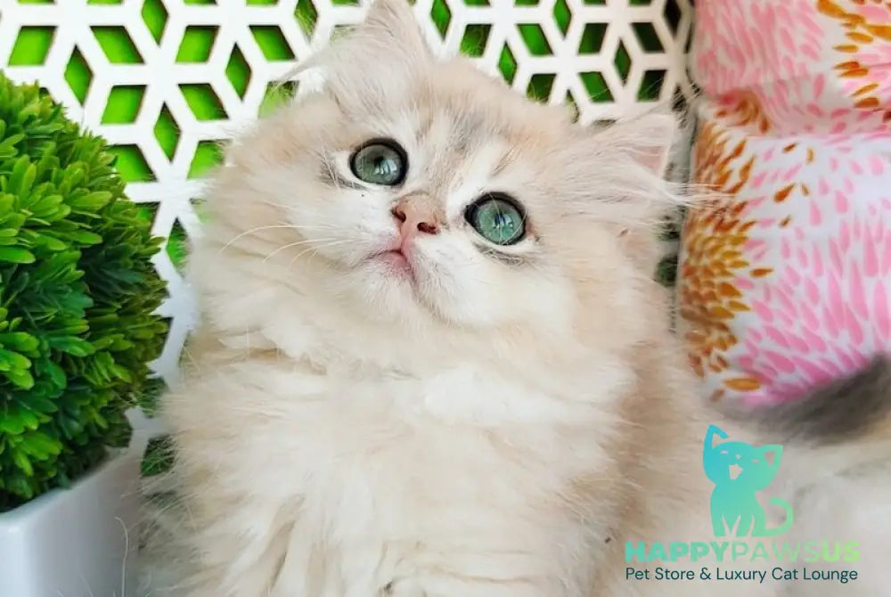 Ophelia British Longhair female blue golden shaded - live animals