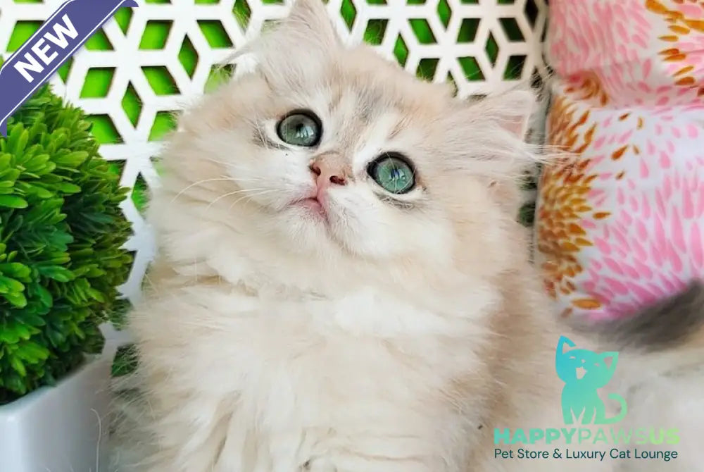 Ophelia British Longhair female blue golden shaded - live animals