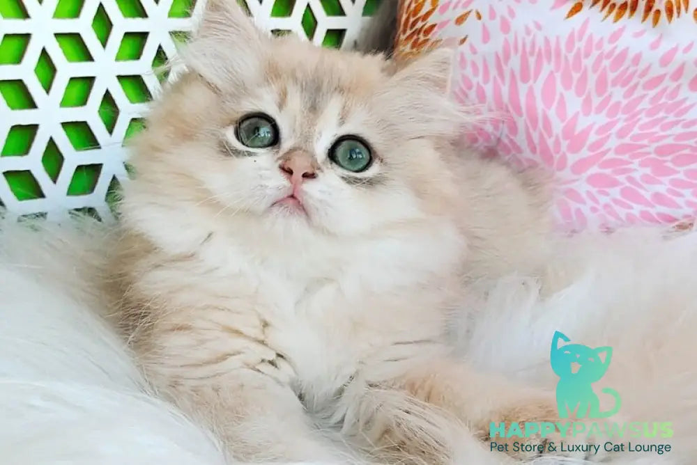 Ophelia British Longhair female blue golden shaded - live animals