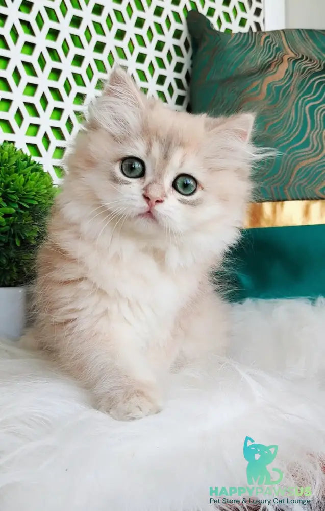 Ophelia British Longhair female blue golden shaded - live animals