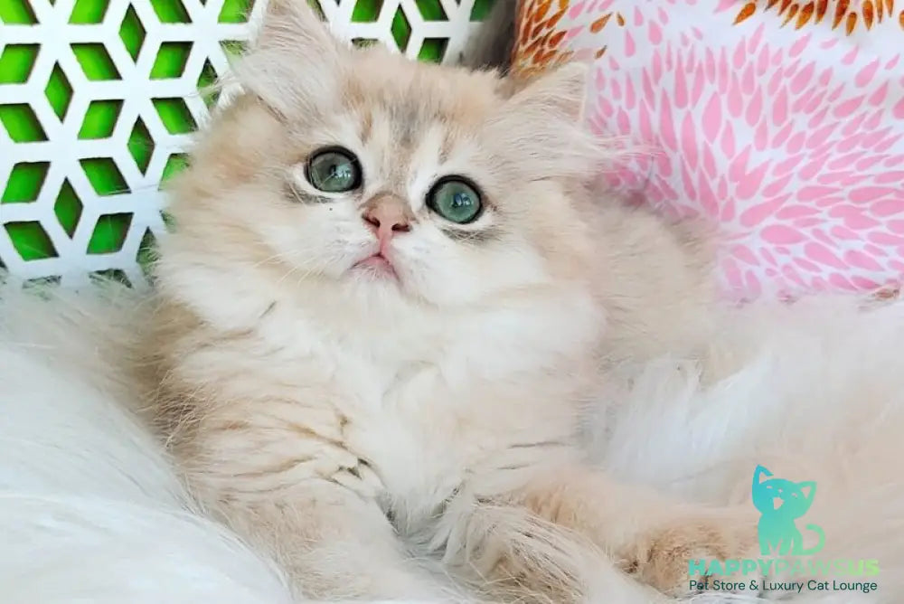 Ophelia British Longhair female blue golden shaded - live animals
