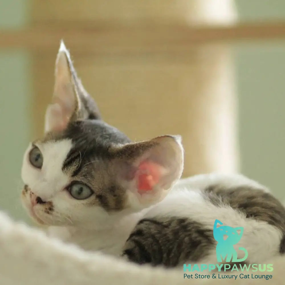 Ophelia Devon Rex female black spotted tabby bicolour - live animals
