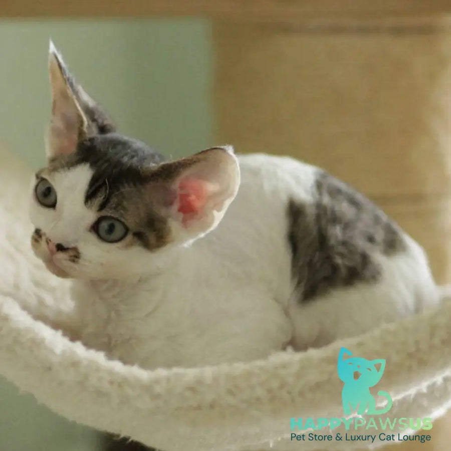 Ophelia Devon Rex female black spotted tabby bicolour - live animals