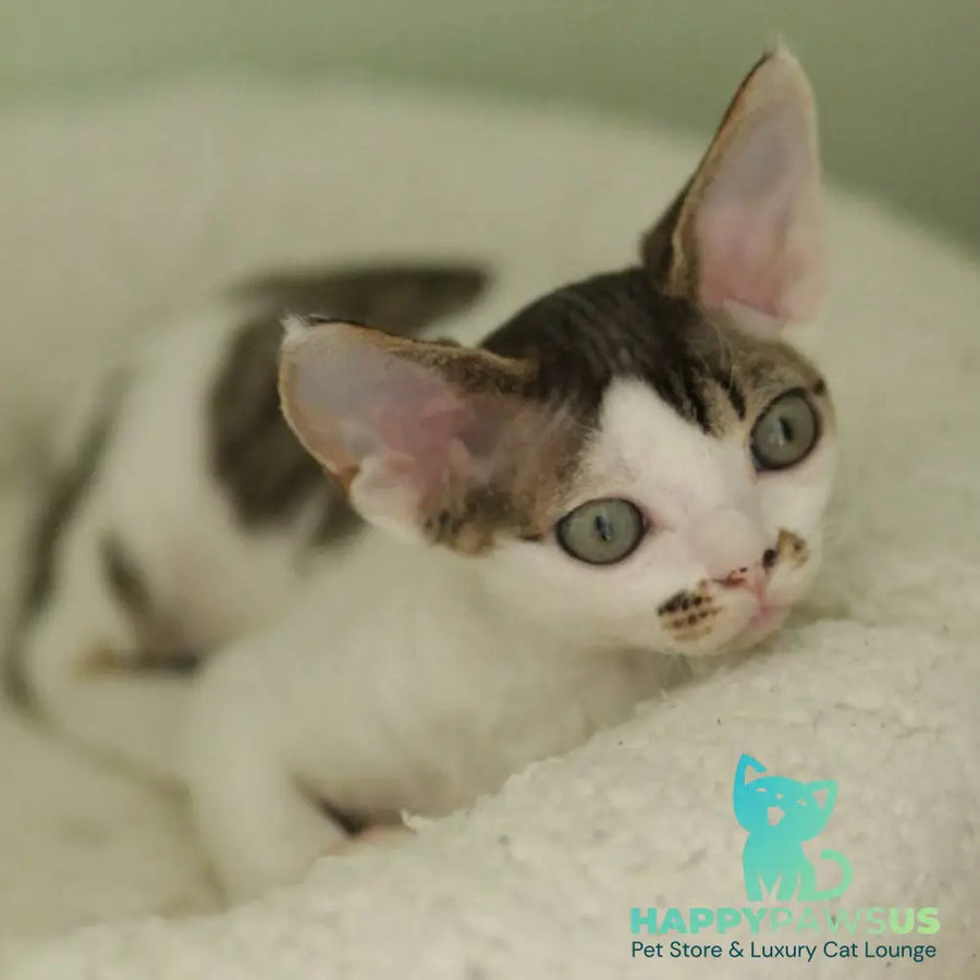 Ophelia Devon Rex female black spotted tabby bicolour - live animals