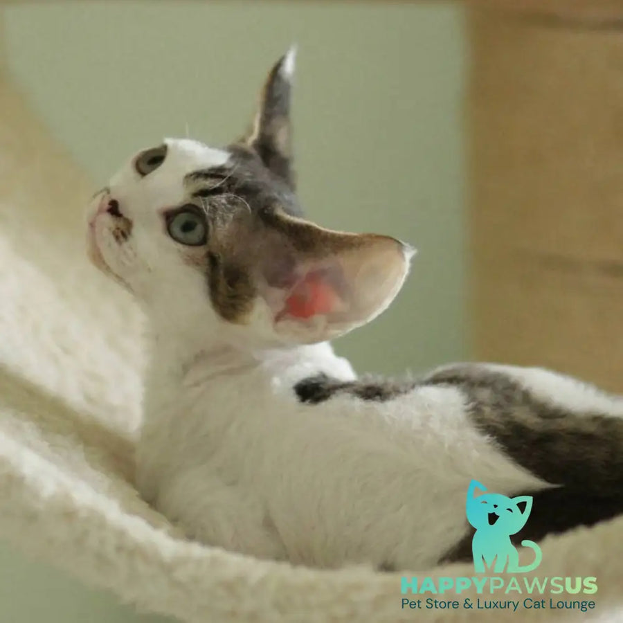 Ophelia Devon Rex female black spotted tabby bicolour - live animals