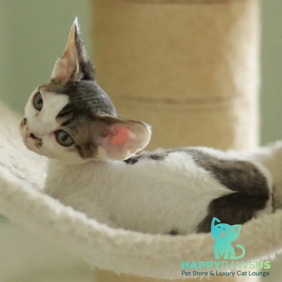 Ophelia Devon Rex female black spotted tabby bicolour - live animals