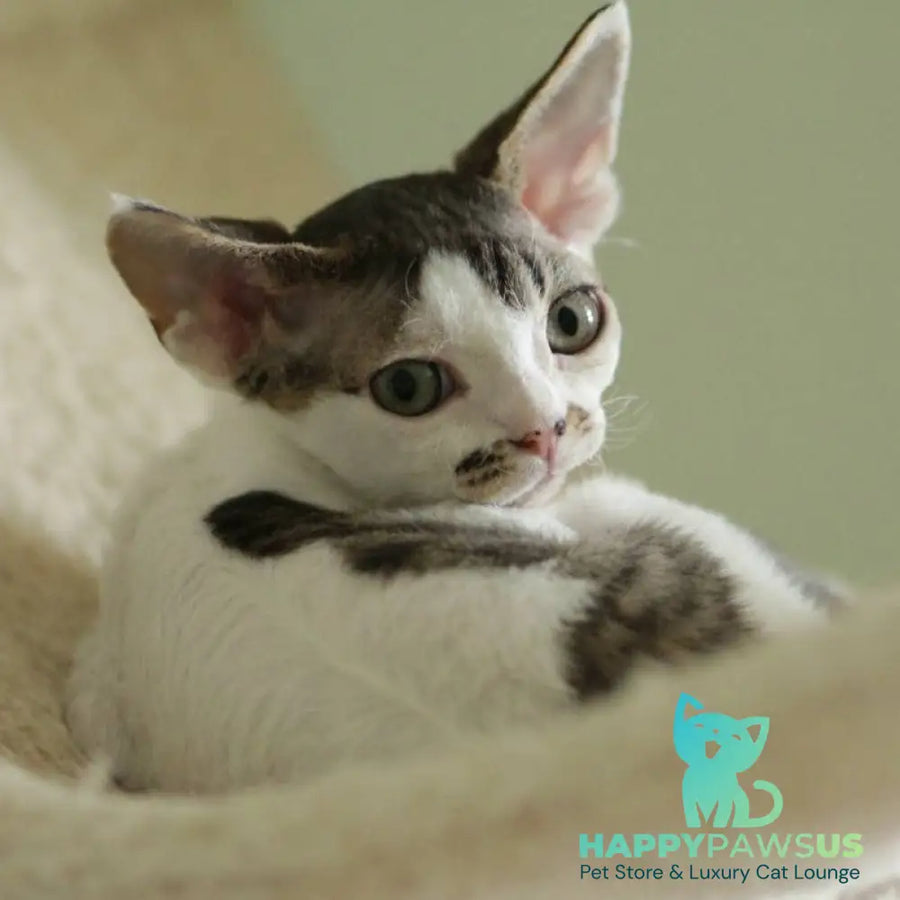 Ophelia Devon Rex female black spotted tabby bicolour - live animals