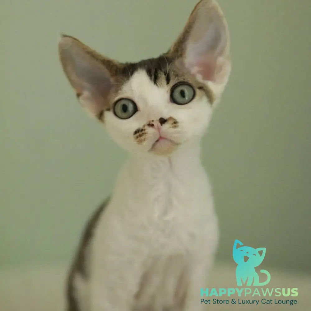 Ophelia Devon Rex female black spotted tabby bicolour - live animals