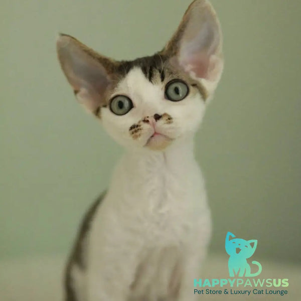 Ophelia Devon Rex female black spotted tabby bicolour - live animals