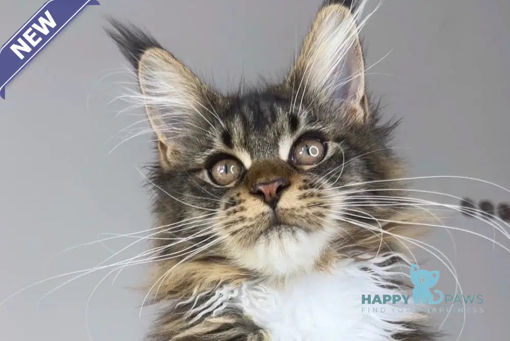 Ophelia Maine Coon female black tabby with white live animals