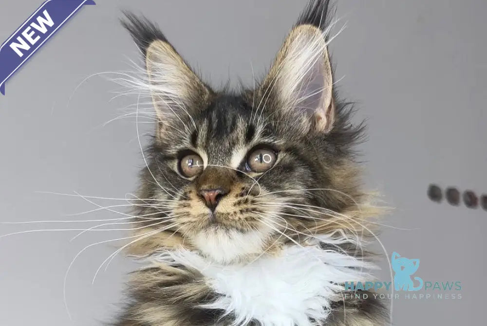 Ophelia Maine Coon female black tabby with white live animals