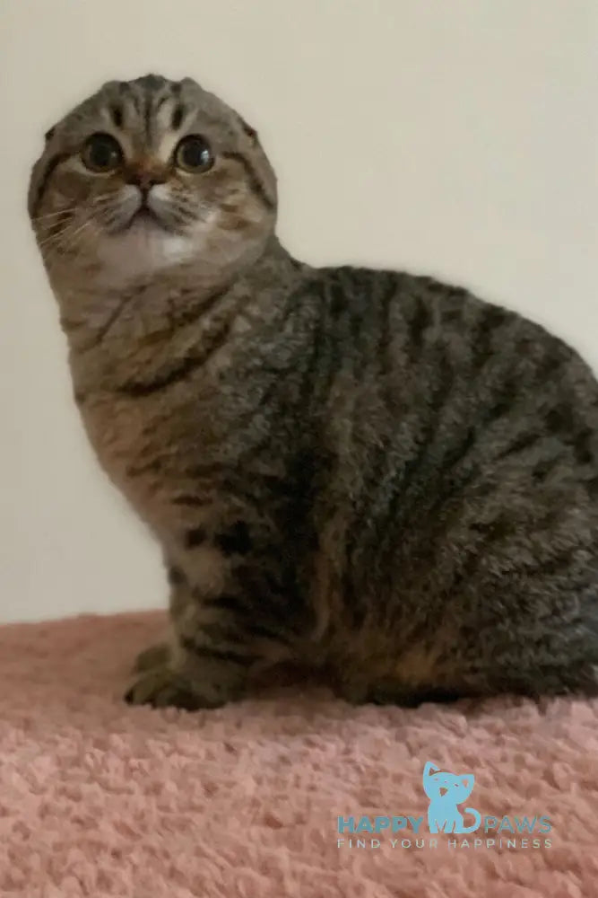 Ophelia Scottish Fold female black spotted tabby live animals