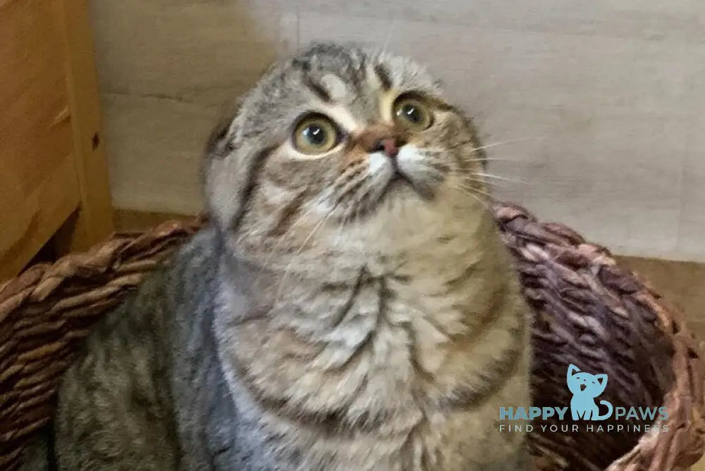 Ophelia Scottish Fold female black spotted tabby live animals