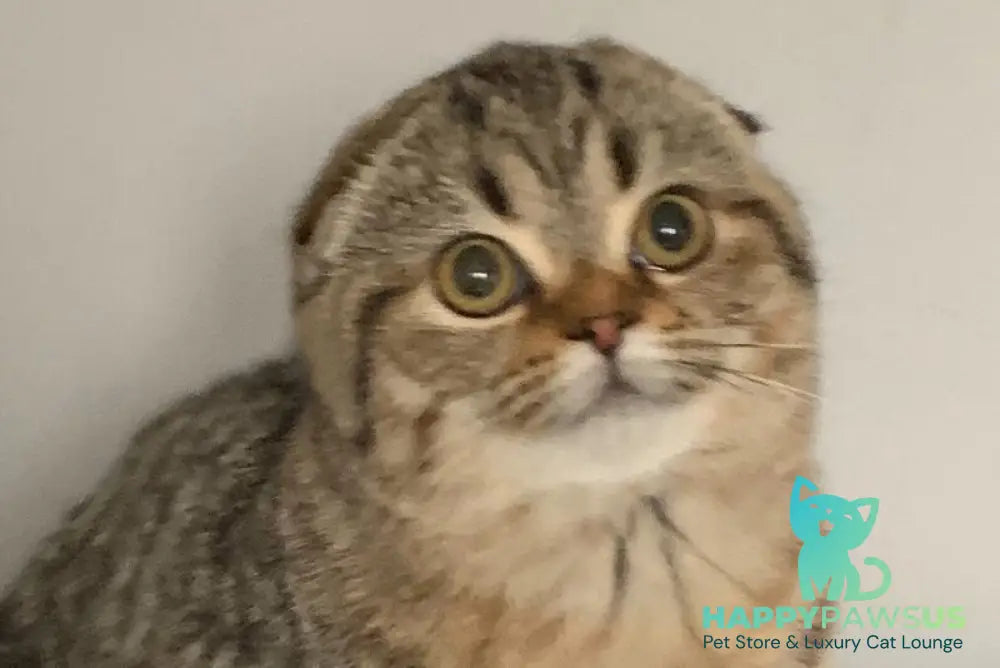 Ophelia Scottish Fold female black spotted tabby live animals