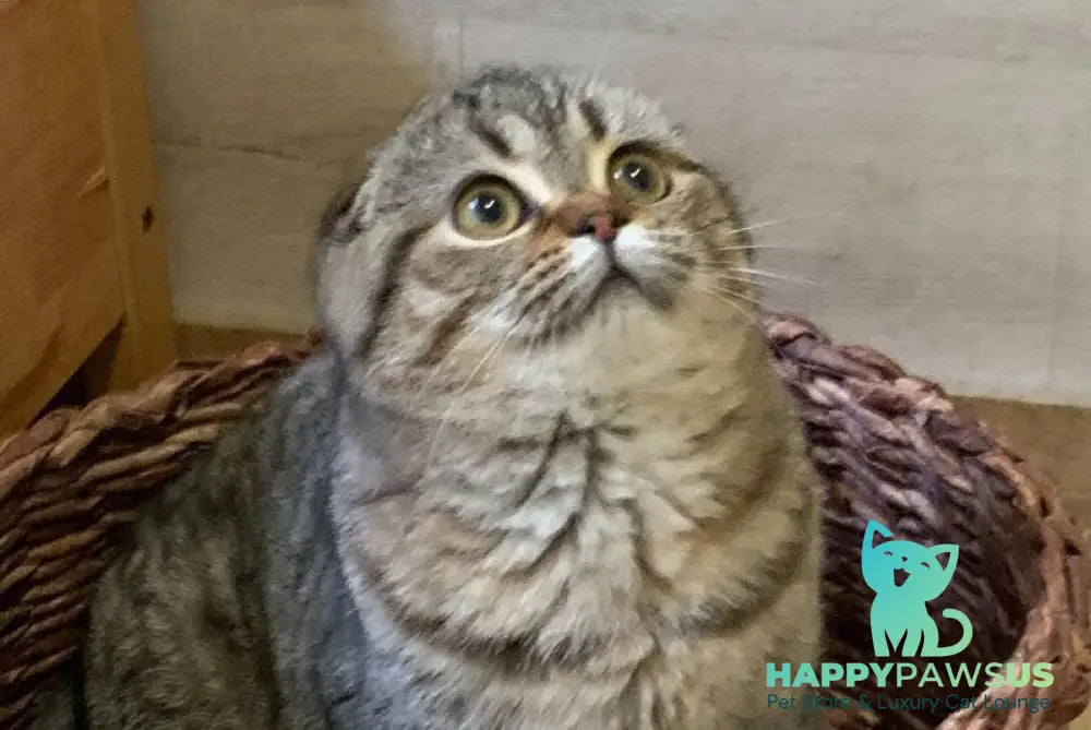 Ophelia Scottish Fold female black spotted tabby live animals