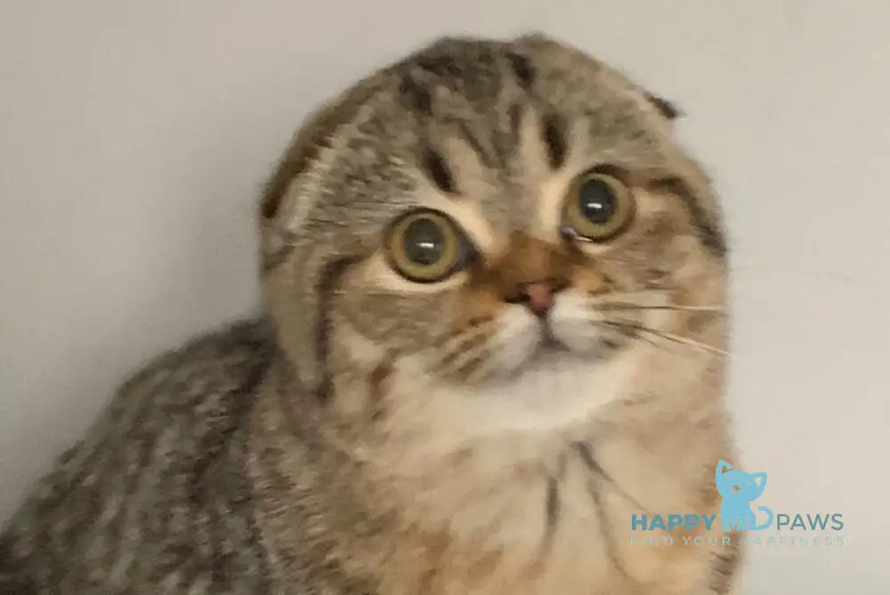 Ophelia Scottish Fold female black spotted tabby live animals