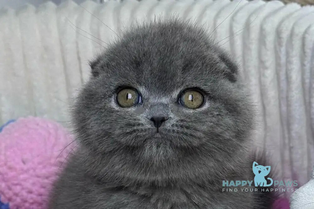 Ophelia Scottish Fold female blue live animals