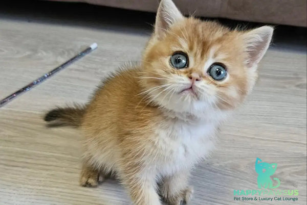 Ophelia Scottish Straight female black golden ticked tabby - live animals