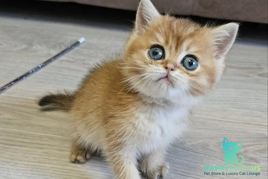 Ophelia Scottish Straight female black golden ticked tabby - live animals