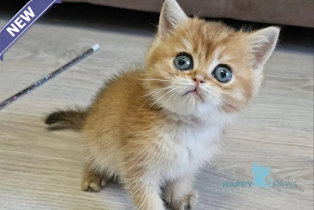 Ophelia Scottish Straight female black golden ticked tabby - live animals