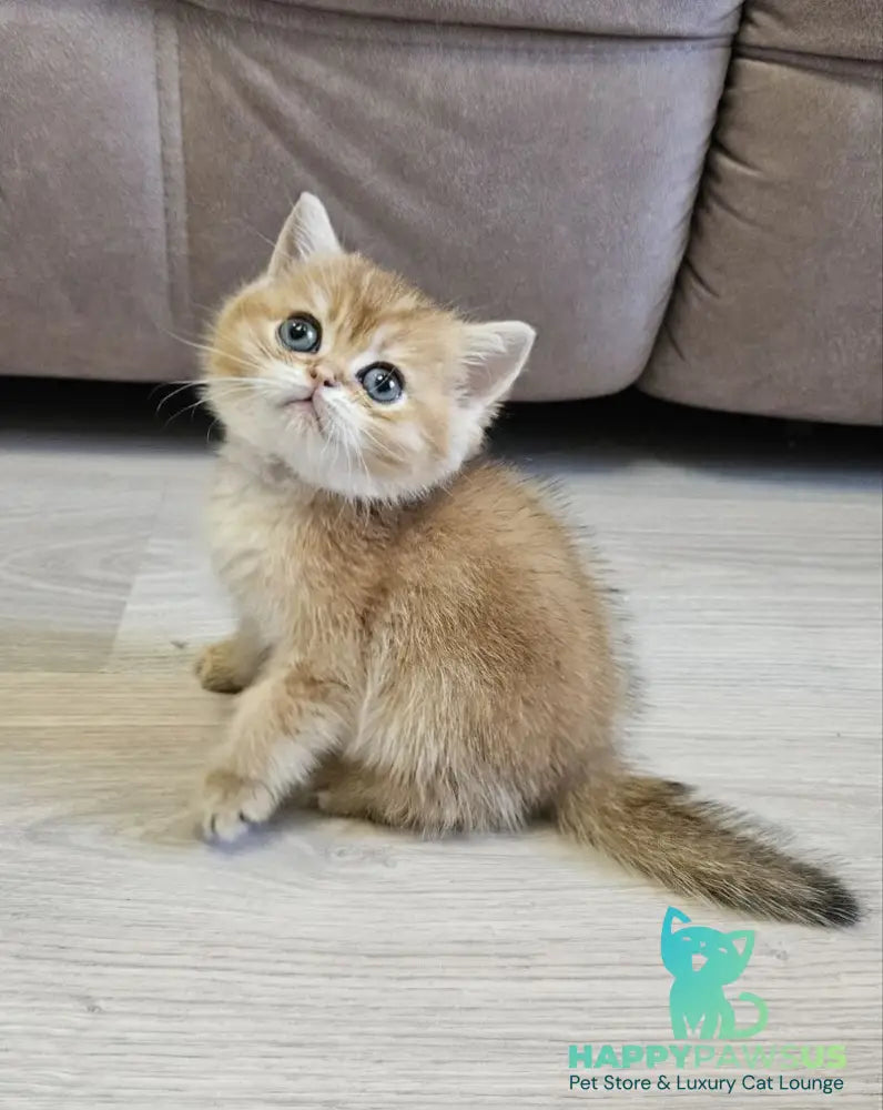 Ophelia Scottish Straight female black golden ticked tabby - live animals