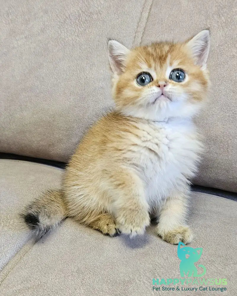 Ophelia Scottish Straight female black golden ticked tabby - live animals
