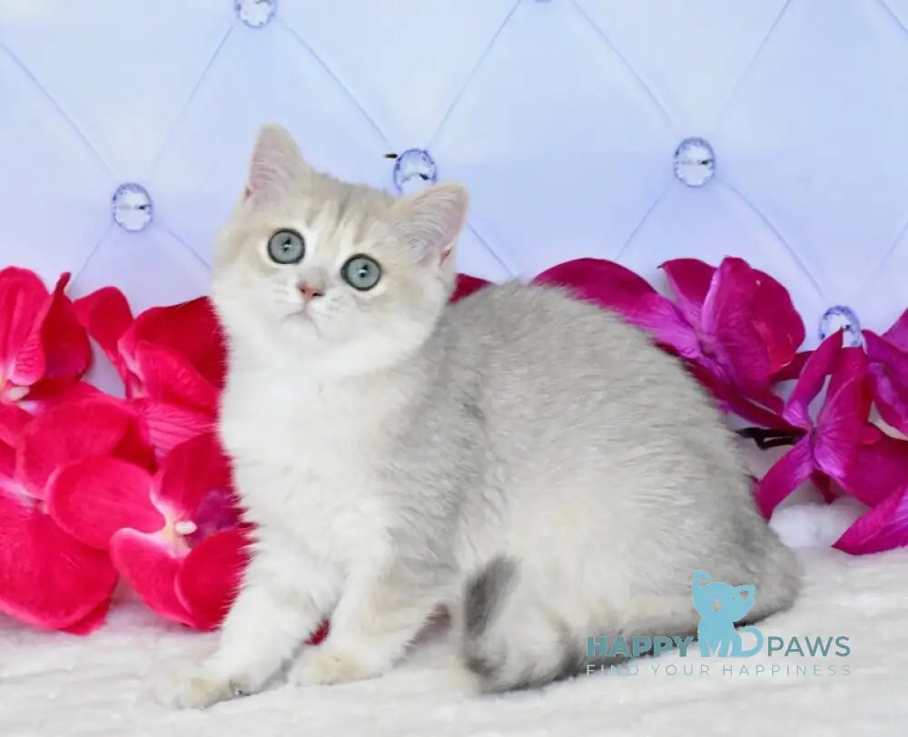 Opheliya British Shorthair female blue golden shaded live animals