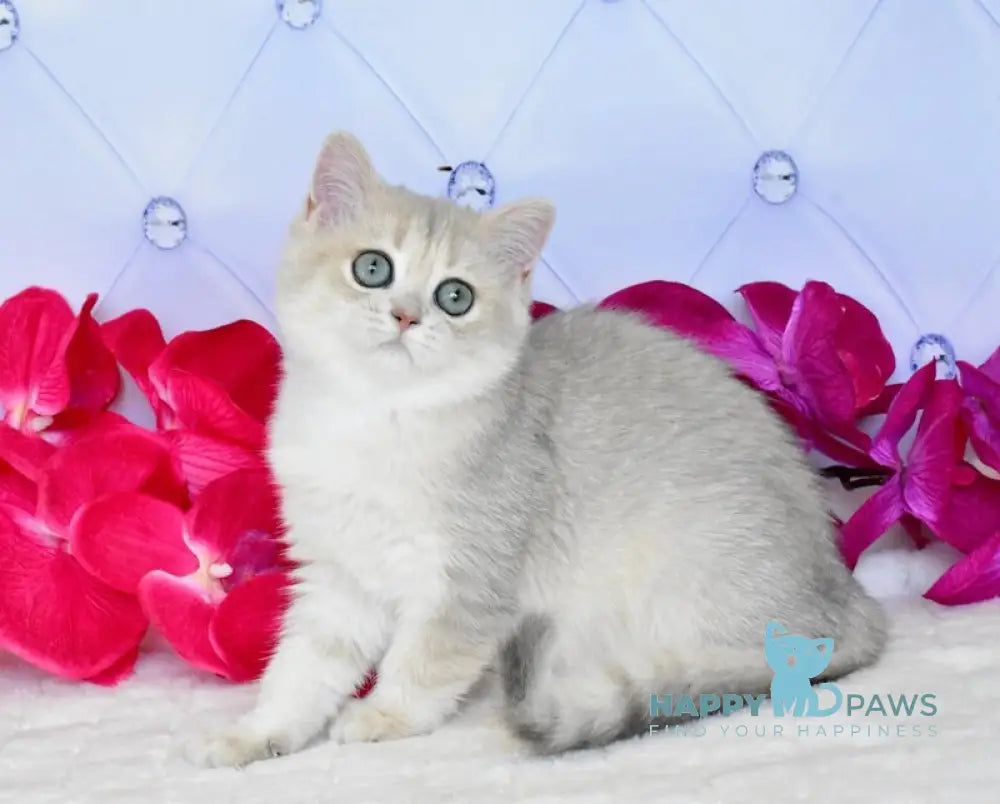 Opheliya British Shorthair female blue golden shaded live animals