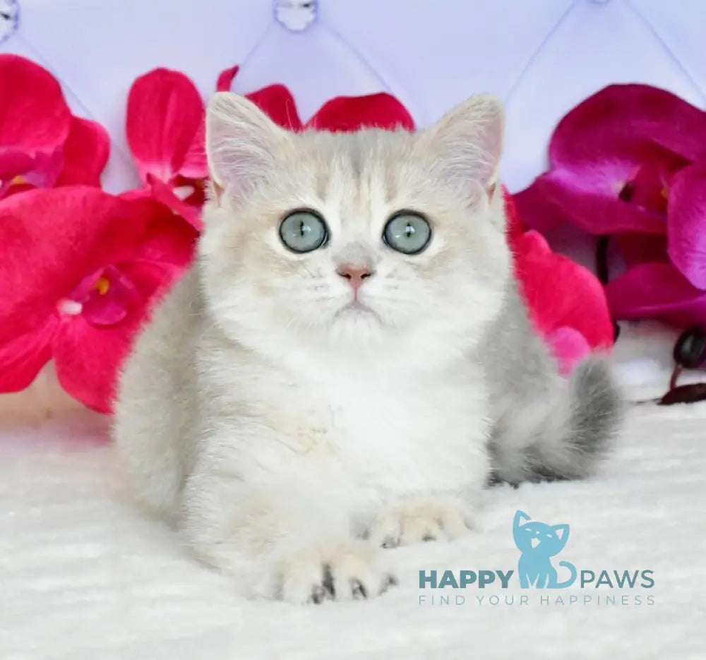 Opheliya British Shorthair female blue golden shaded live animals