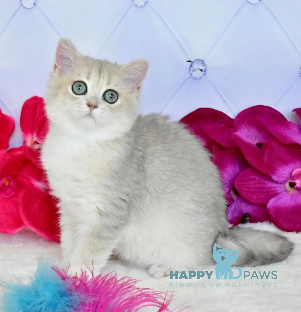 Opheliya British Shorthair female blue golden shaded live animals