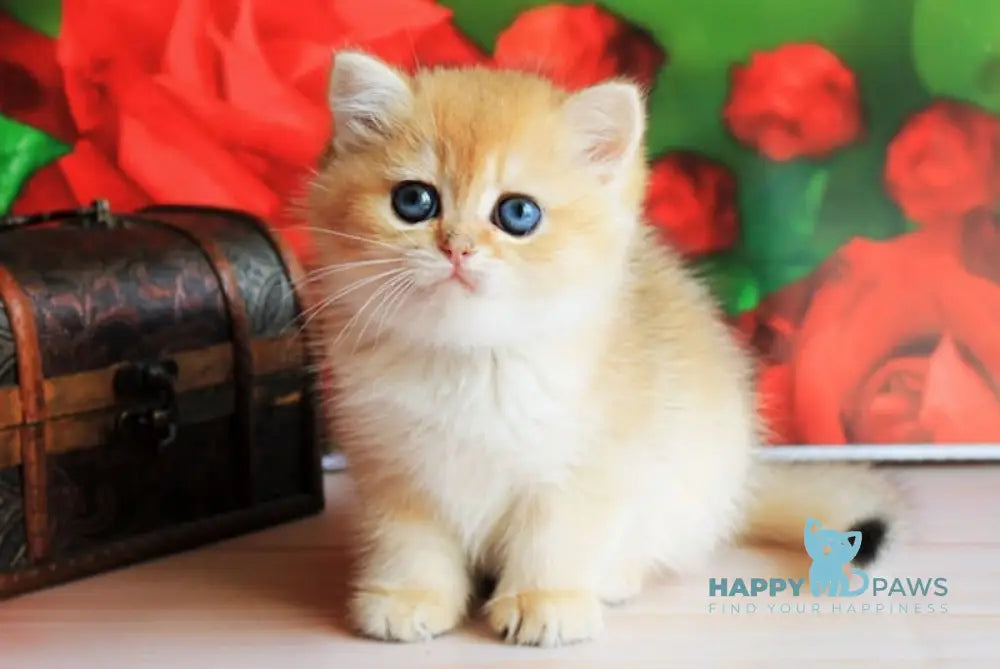 Opium British Shorthair male black golden shaded live animals
