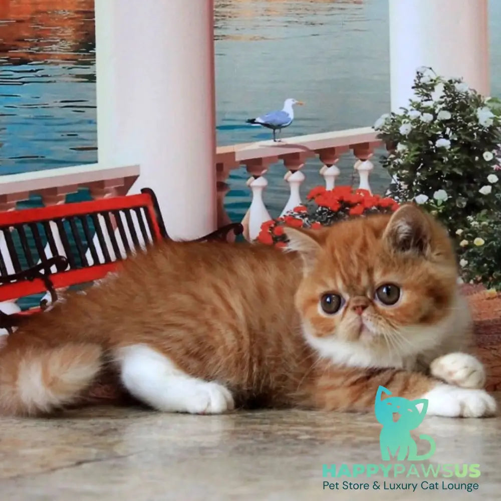 Opium Exotic male red spotted tabby bicolour - live animals