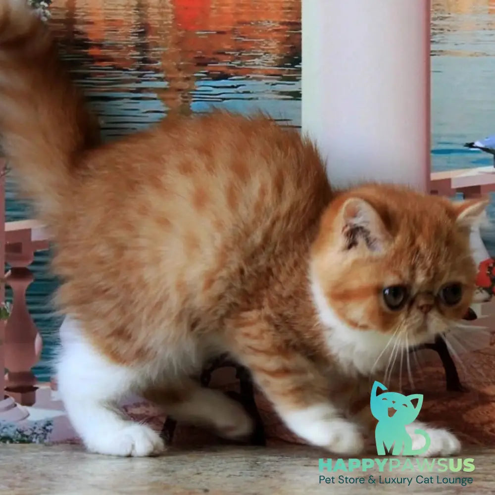 Opium Exotic male red spotted tabby bicolour - live animals