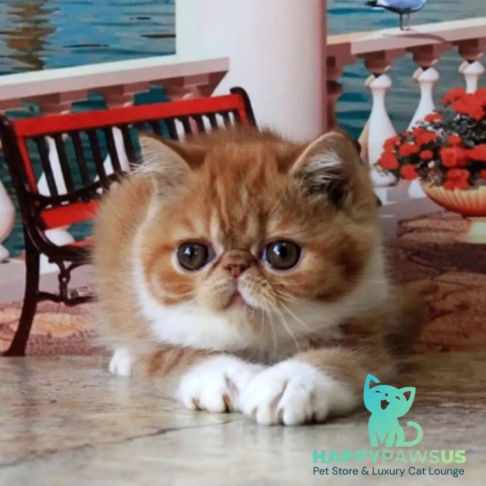 Opium Exotic male red spotted tabby bicolour - live animals