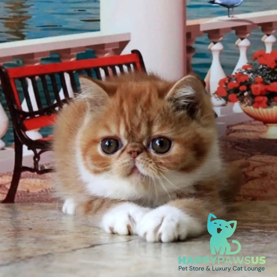 Opium Exotic male red spotted tabby bicolour - live animals