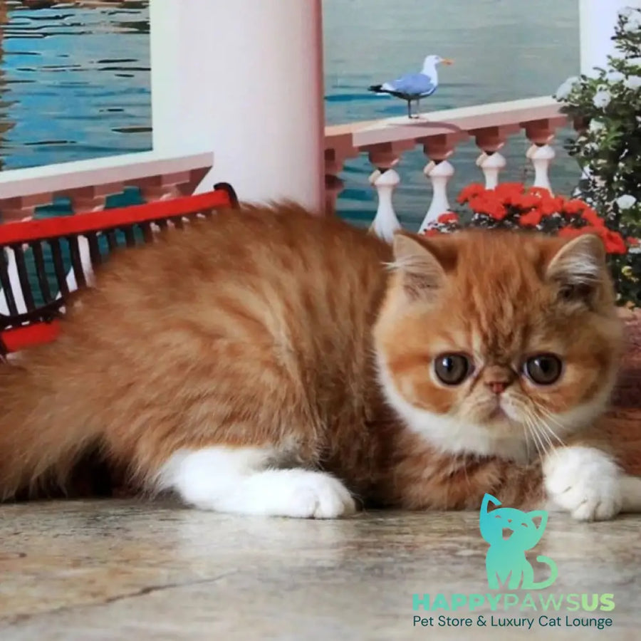Opium Exotic male red spotted tabby bicolour - live animals