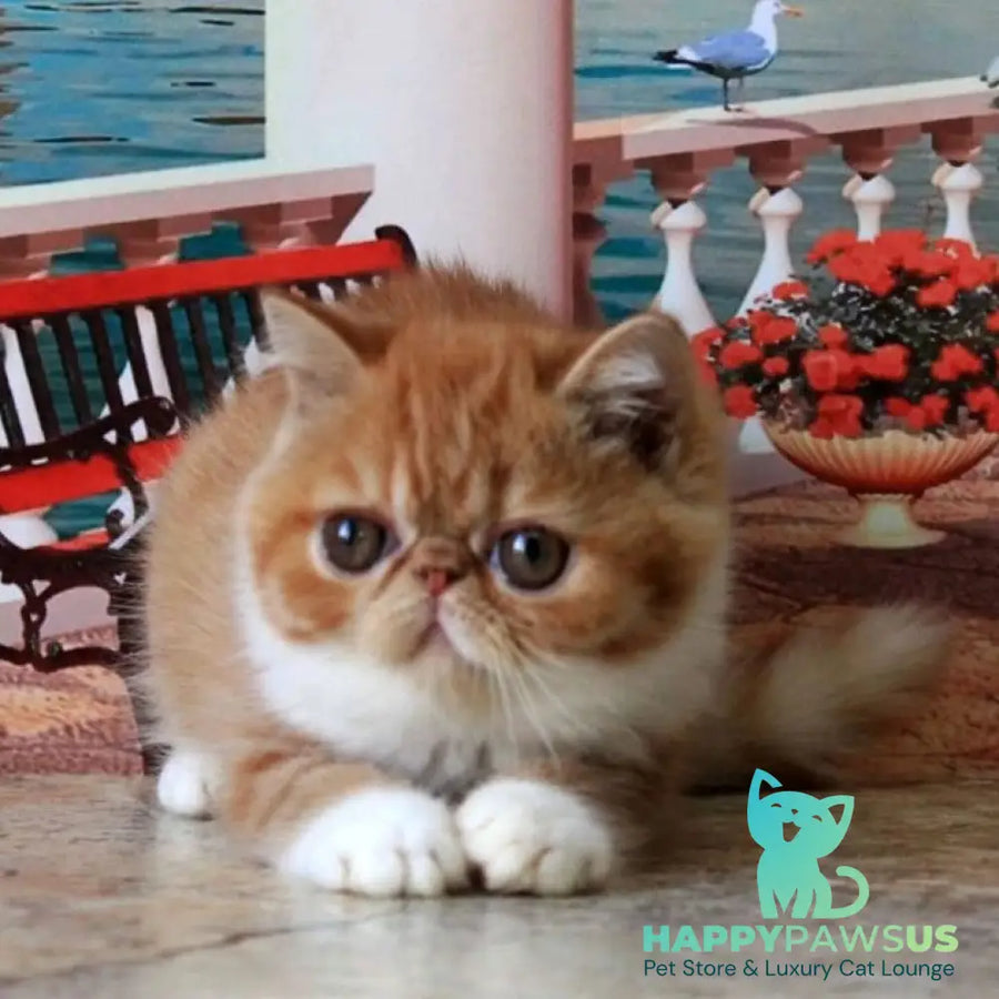 Opium Exotic male red spotted tabby bicolour - live animals