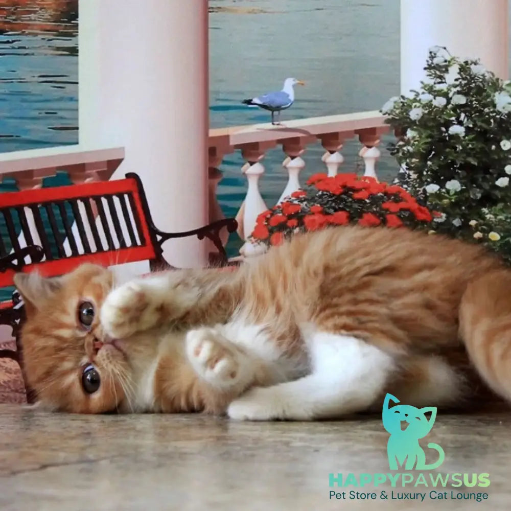 Opium Exotic male red spotted tabby bicolour - live animals